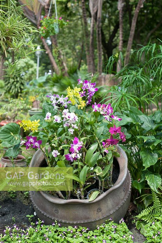Ho Chi Minh City Vietnam Botanical Gardens. Garden feature Ornamental pot in the border filled with orchids.