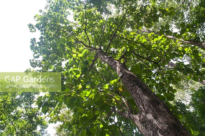 Tectona Grandis - Indian Oak, Teak tree