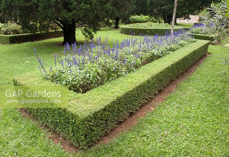 Garden feature incoroprating Salvia farinaceae Benth. Da Lat Vietnam Botanical Gardens. 