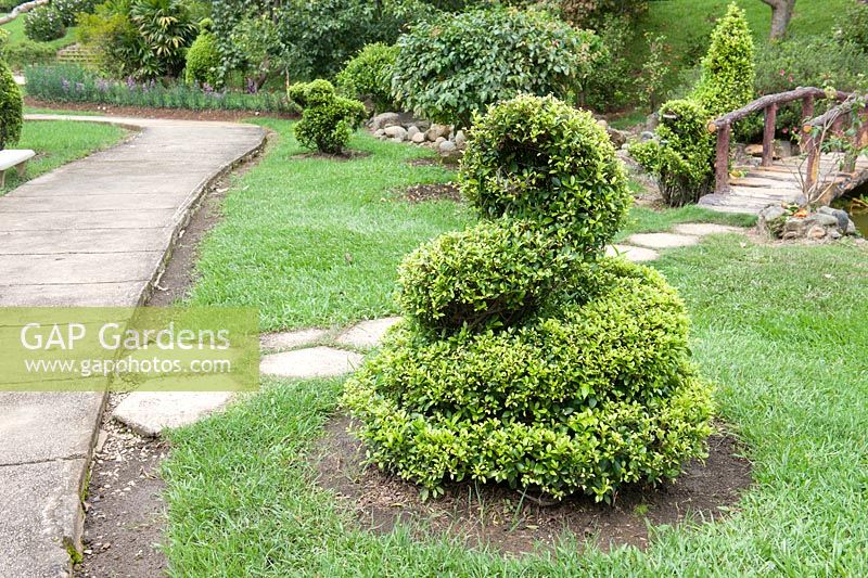 Garden feature Topiary snake. Da Lat Vietnam Botanical Gardens. 