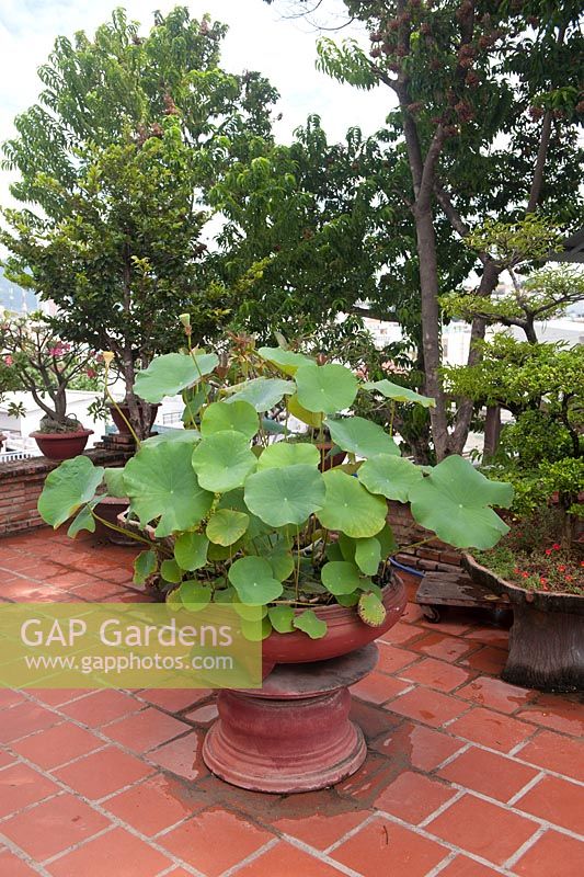 Nha Trang Vietnam Garden feature Lotus plant growing in a pot in the gardens of a temple.