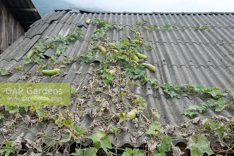 Cucurbita - gourds growing on roof of a house.  Sapa Vietnam 