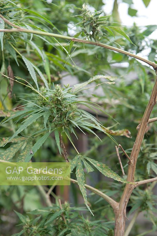 Cannabis plants growing in the centre of the village. Fibers form the plants are turned into the hemp worn by many of the local villagers.  Lau Chai Vietnam 