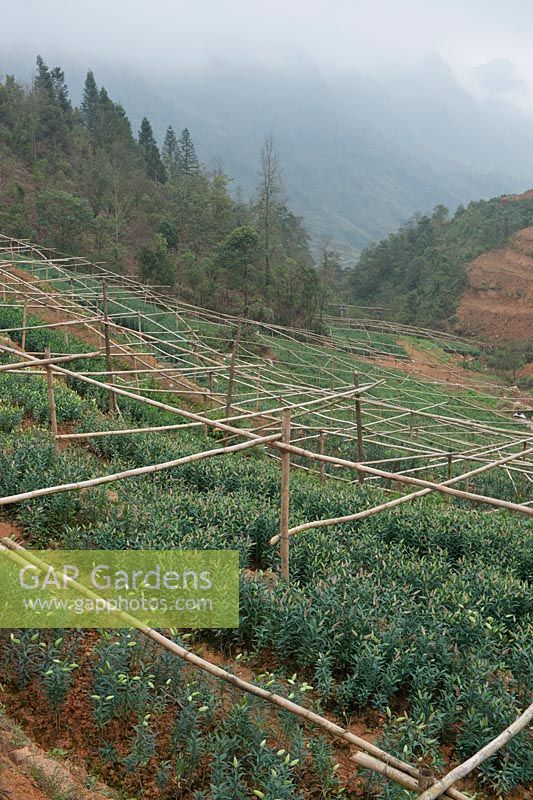 Sapa nurseries produce various plants including Roses and day lily's. Near Sapa, Vietnam In the mountains close to 