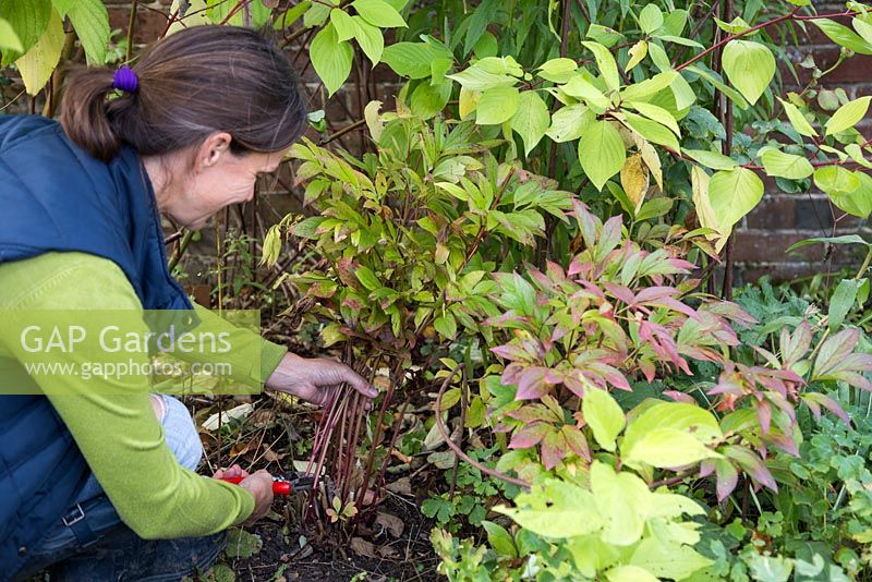 Cutting back Paeonia 'Wol's Red Seedling' to ground level
