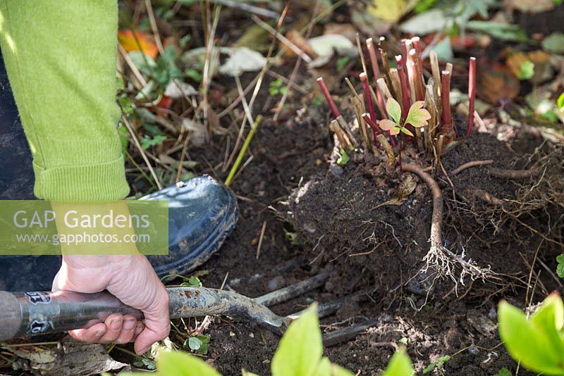 Using a garden fork to lift Paeonia out of the ground