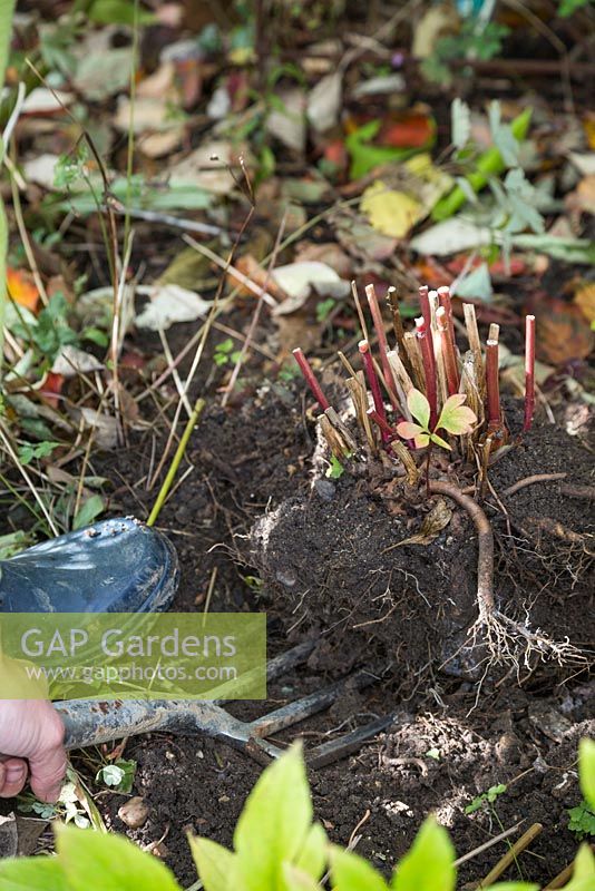 Using a garden fork to lift Paeonia out of the ground