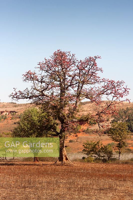 Bombax ceiba - Red Silk Cotton Tree
