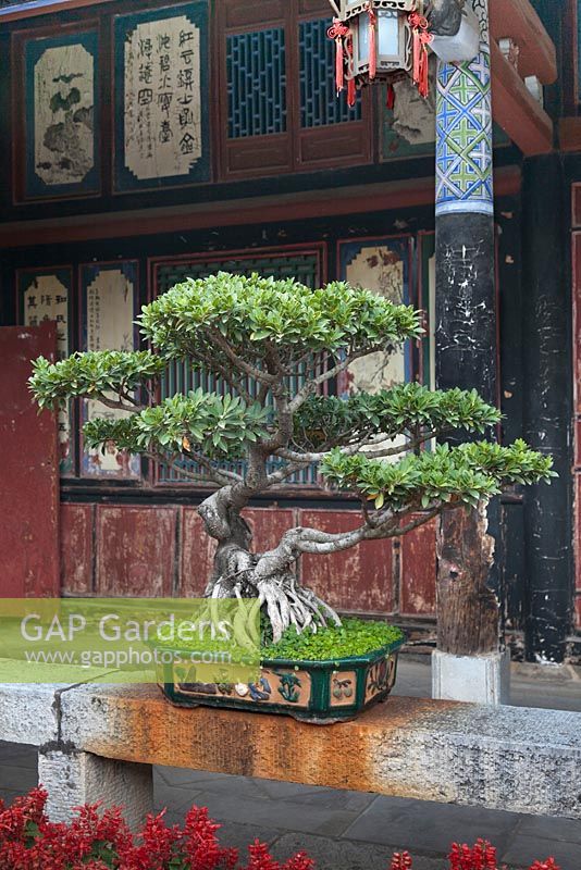Bonsai tree in pot in Chinese courtyard garden - Zhu Family Garden, Jianshui Ancient Town, China