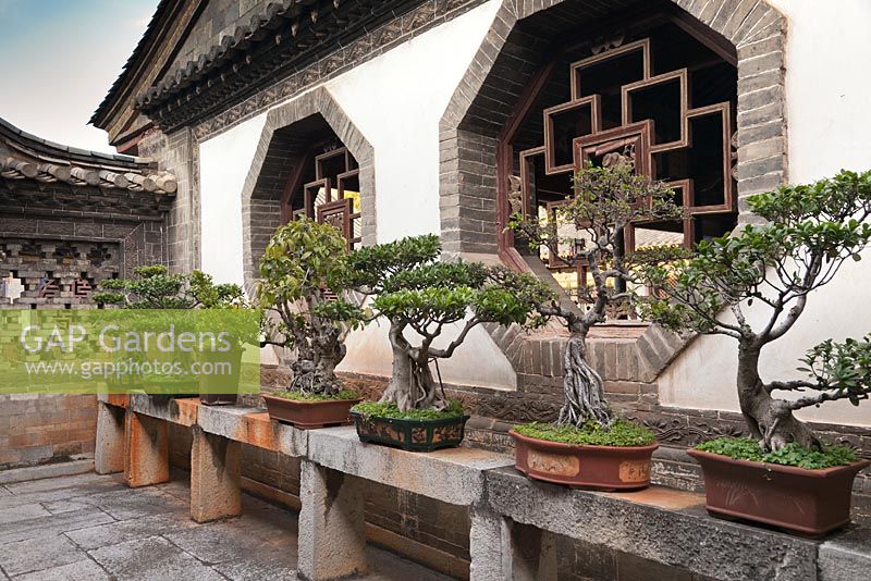 Row of bonsai trees in pots on stone table in courtyard garden - Zhu Family Garden, Jianshui Ancient Town, China