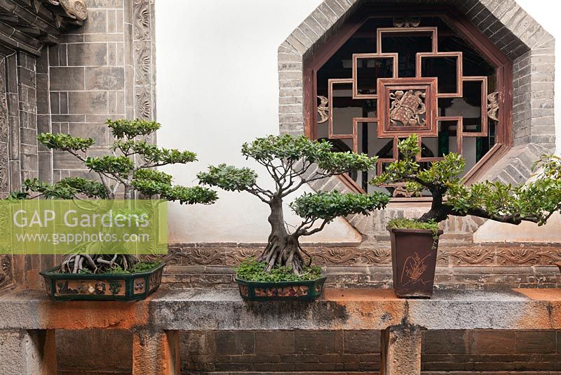 Row of bonsai trees in pots on stone table in courtyard garden - Zhu Family Garden, Jianshui Ancient Town, China