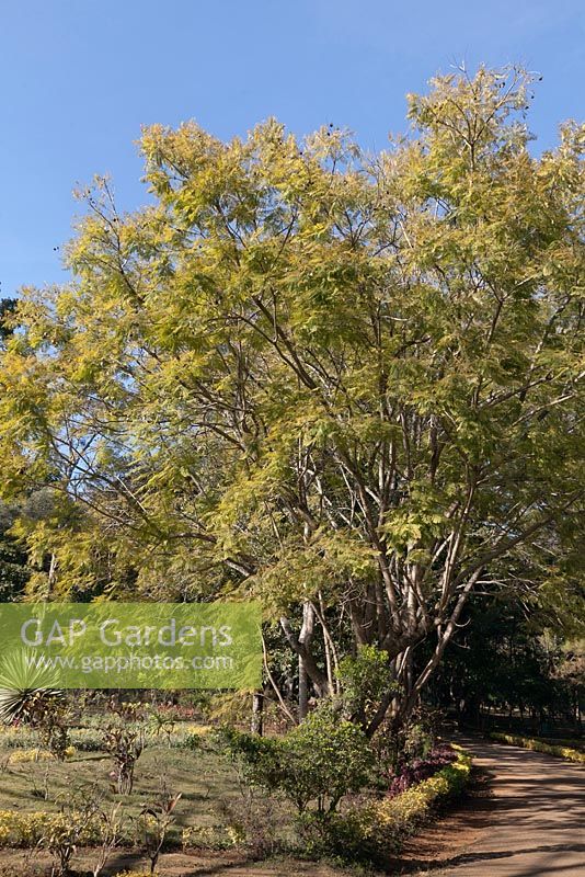 Jacaranda mimosifolia tree - National Kandawgyi Botanical Gardens, Pyin U Lwin, Myanmar