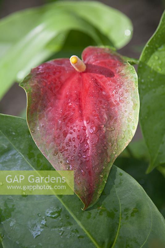 Anthurium andreanum with water droplets