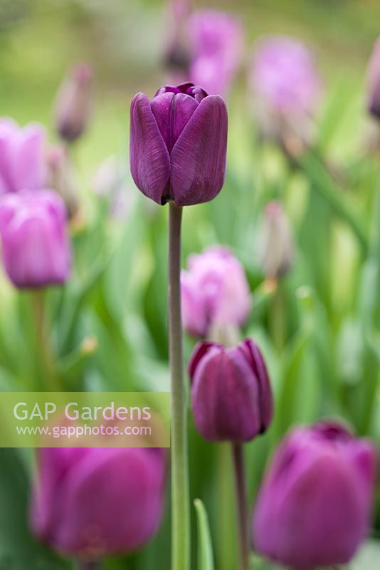 Tulipa 'Greuze' with Tulipa 'Bleu Aimable' - May