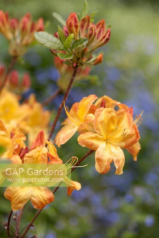 Rhododendron 'Arneson Gem' - May