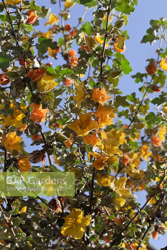 Fremontodendron 'California Glory' - June