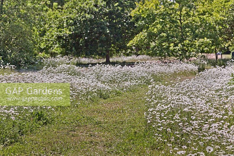 Massed planting of Leucanthemum vulgare in meadow on either side of mown path - June, Pensthorpe Natural Park, Fakenham, Norfolk