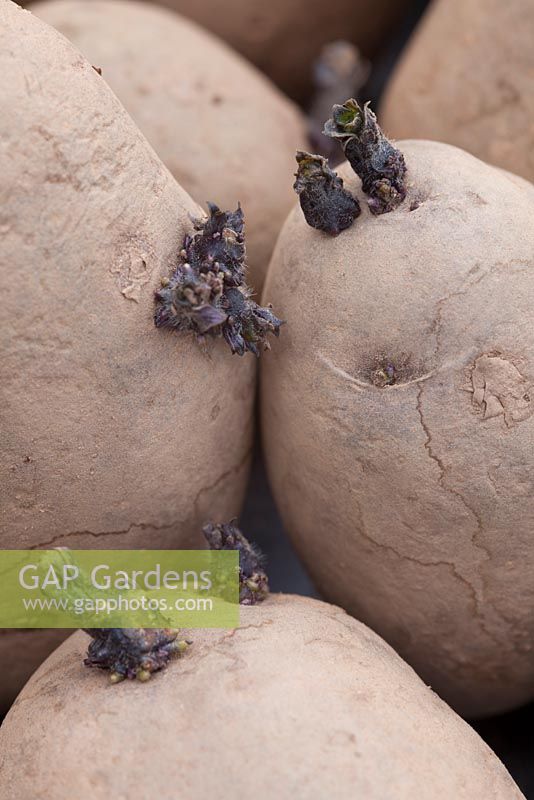 Chitting seed potatoes - Potato 'Kestrel', second early