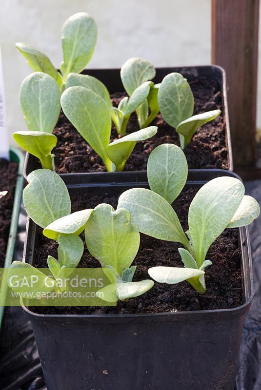 Aubergine seedlings in pots in heated greenhouse, Aubergine 'Black Beauty'