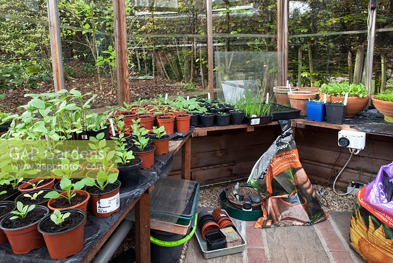 Interior of greenhouse, spring, Dahlias, sunflowers, tomatoes, thermostat heater control, bags of compost