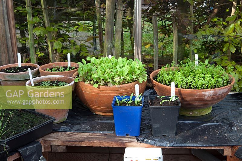 Pots on greenhouse bench, various herb seedlings, early salads, pepper seedlings, labels