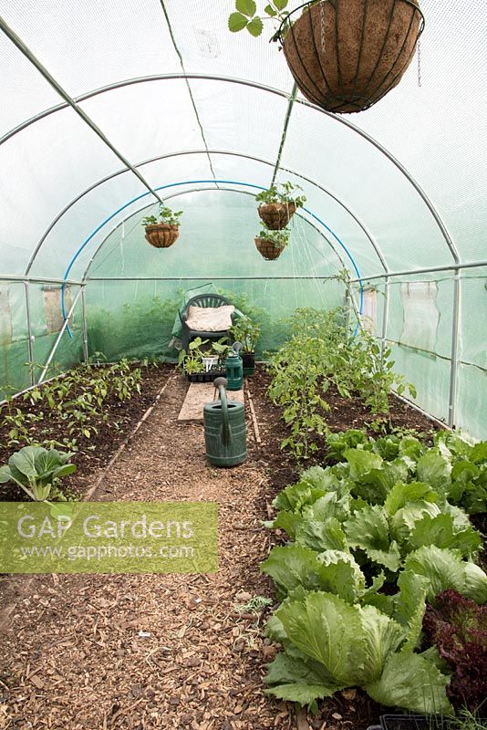 Interior of polytunnel, Pak Choi, lettuce, tomatoes