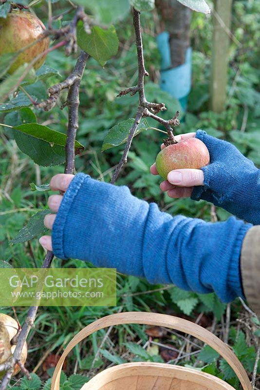 Picking apples in autumn, Malus domestica 'Bramley's Seedling'