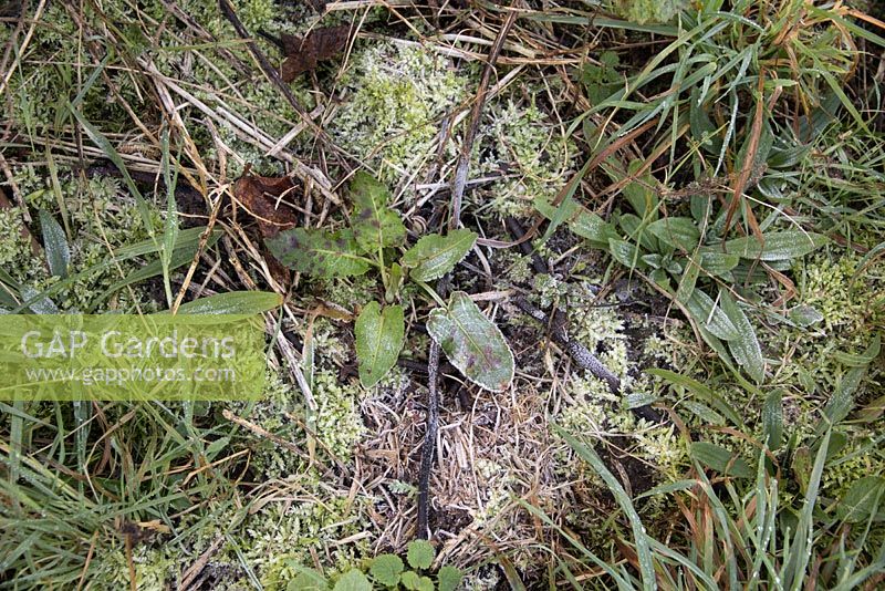Frosty weeds on undug ground, docks, moss, grasses, plantain