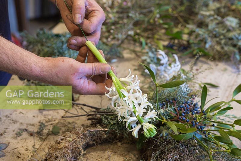 Threading florist stub wire through Hyacinthus orientalis 'Carnegie'
