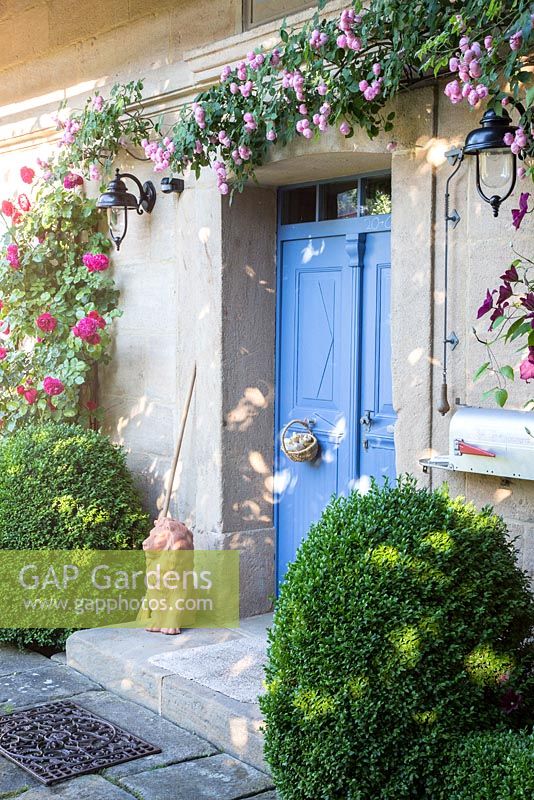 House entrance with blue wood door, box spheres, climbing roses and a terracotta lion, Rosa  'Raubritter', Rosa 'Red Eden', Buxus and Clematis 'Rouge Cardinal'