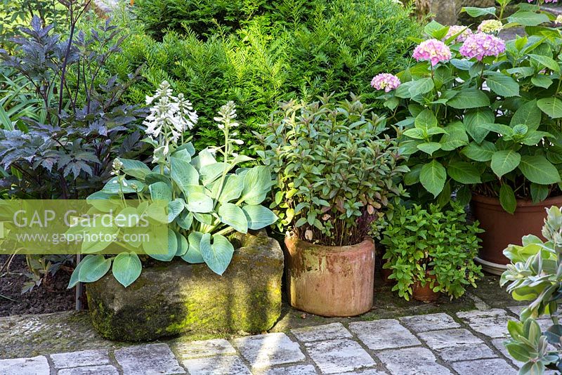 Granite trough with Hosta backed by a yew hedge, other plants are Cimicifuga ramosa 'Brunette', Hosta, Hydrangea and Taxus