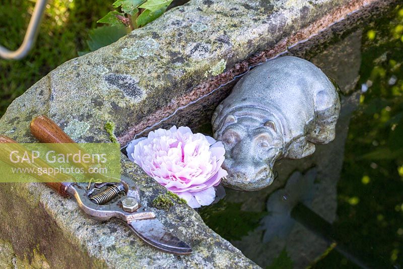 A pair of secateurs on a granite trough serving as water feature with floating peony and decorative hippopotamus
