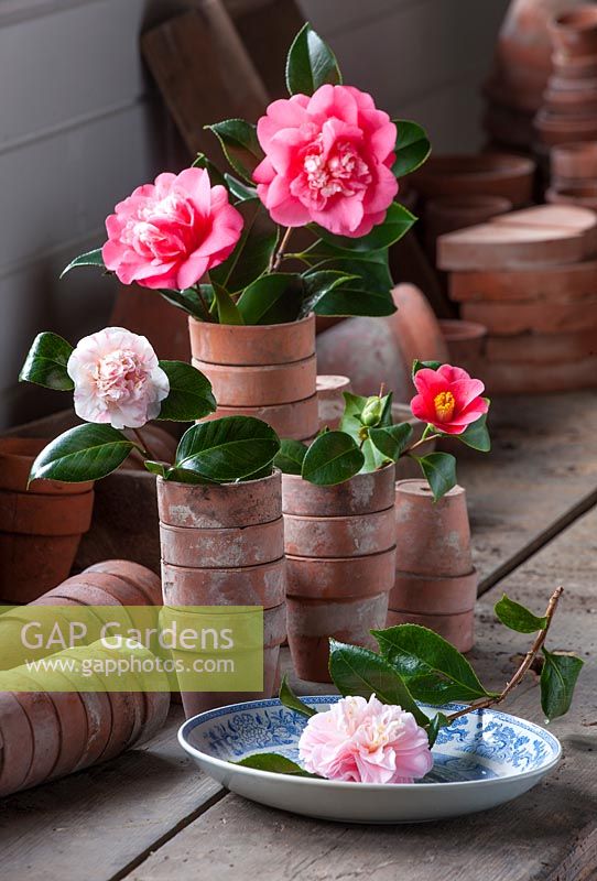 Chiswick House Camellia Show Collection. Chiswick House and Gardens, London - Camellias in terracotta pots. 