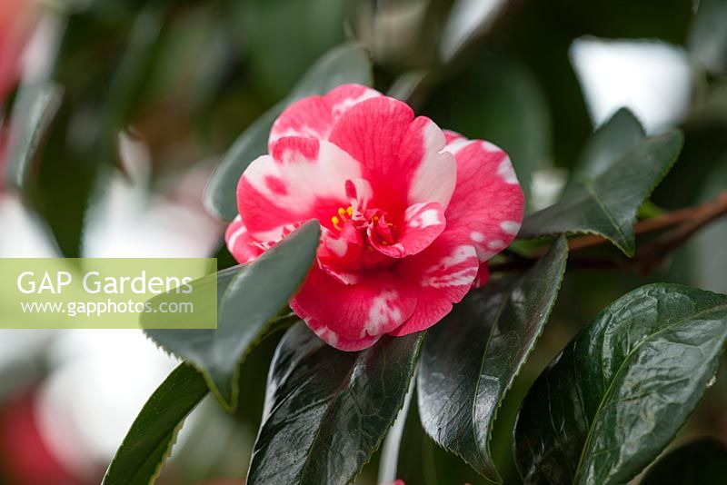 Camellia Japonica Variegata growing in the conservatory, glasshouse, Chiswick House, London. February.