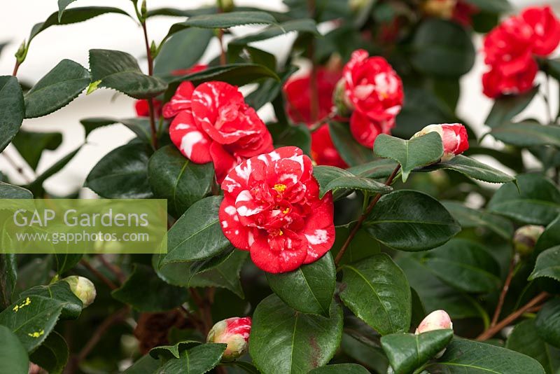 Camellia Japonica 'Parksii' growing in the conservatory, glasshouse, Chiswick House, London. February.