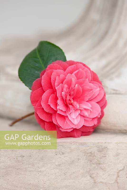 Close up of single cut flower.  Camellia Japonica 'Nitida'. Chiswick House, London. February. 