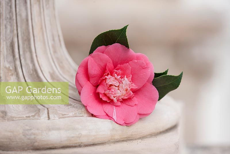 Camellia japonica 'Elegans'