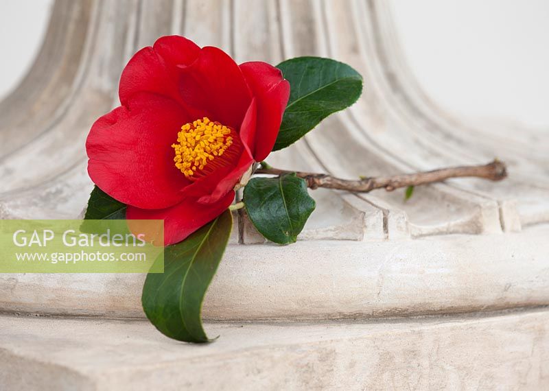 Camellia japonica 'Aitonia'