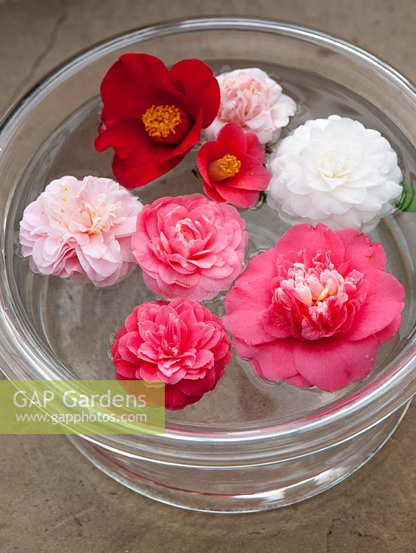 Camellias floating in a bowl of water in the conservatory. 