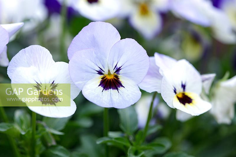 Viola cornuta Sorbet 'Ocean Breeze', May