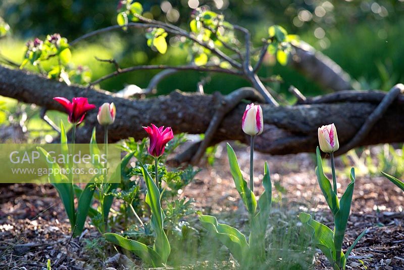 Tulipa. Mixed bi-coloured pink and white tulips dot the woodland garden