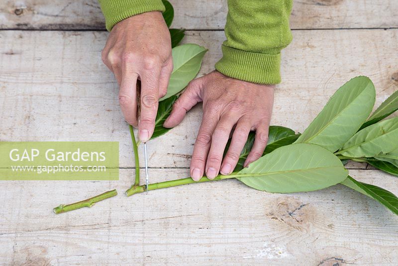 Use a sharp knife and remove the top half of the cutting, half an inch above the leaf node