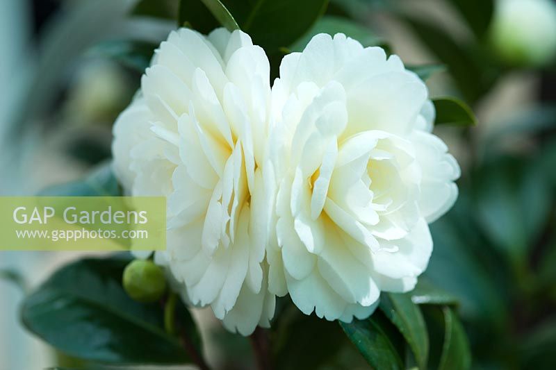 Camellia japonica 'Dahlonega' - syn. 'Golden Anniversary': April, Spring.  Back to back blooms 