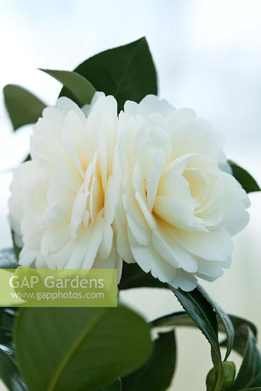 Camellia japonica 'Dahlonega' - syn. 'Golden Anniversary': April, Spring. Back to back blooms 