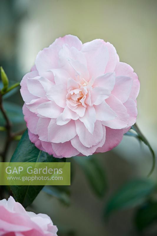 Camellia japonica 'Annie Wylam'. April, Spring.