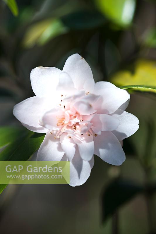 Camellia hybrid 'Christmas Daffodil' - April, Spring.