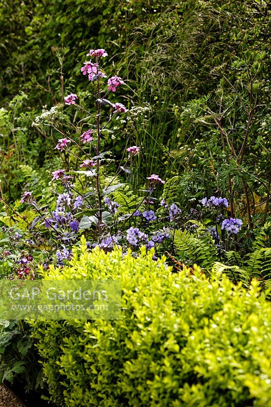 Lunaria annua 'Chedglow', Polemonium 'Bressingham Purple' and Buxus sempervirens - The UCARE Garden - RHS Malvern Spring Show 2016