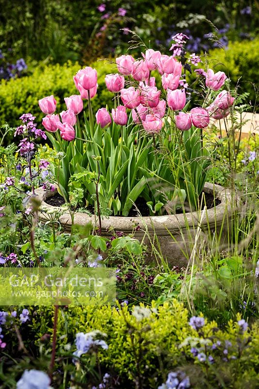 Tulipa 'Caresse' - UCARE Tulip - in container amongst mixed planting - The UCARE Garden - RHS Malvern Spring Show 2016