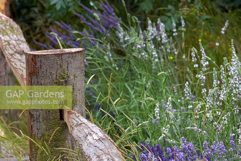 The Lavender Garden. Lavender by fence made from wood with its bark still intact. Designers: Paula Napper, Sara Warren and Donna King. Sponsor: Shropshire Lavender. 