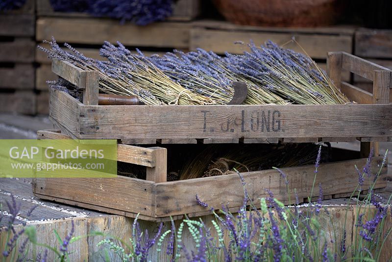 The Lavender Garden. Bunches of lavender in wooden trays. Designers: Paula Napper, Sara Warren and Donna King. Sponsor: Shropshire Lavender. 